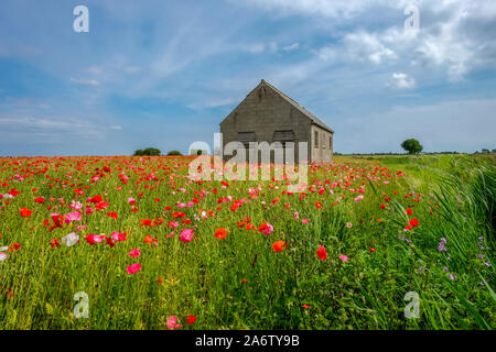 Feld mit lebendigen Mohnblumen mit alten Scheune Stockfoto