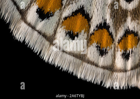 Schmetterling gemeinsame Blau, Polyommatus Icarus, Puktörneblåvinge Stockfoto