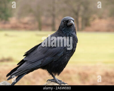 Ein schwarzer Vogel Kolkrabe (Corvus Corax) auch als Nördliche Raven, England, UK Stockfoto