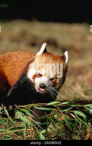 Weniger oder ROTER PANDA Ailurus fulgens Übersicht Eckzähne aber essen Bambus, halten Sie mit dem vorderen Fuß. (Captive Tier) Stockfoto