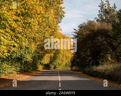 Die herbstlichen Bäume überragt die kleine graue Asphaltstraße mit weiß gestrichelte Linie in der Mitte, geschwungene in der Ferne aus den Augen. Stockfoto