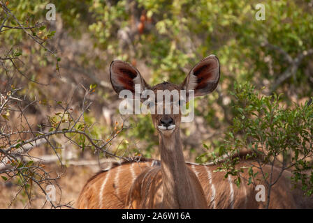 Ein Weibchen größer Kudu (Tragelaphus strepsiceros) Stockfoto