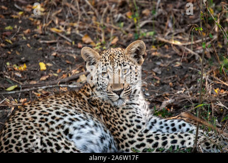 Ein Leopard (Panthera pardus) Stockfoto