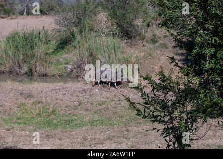 Ein männlicher Tiefland Nyala (Tragelaphus angasii) Stockfoto