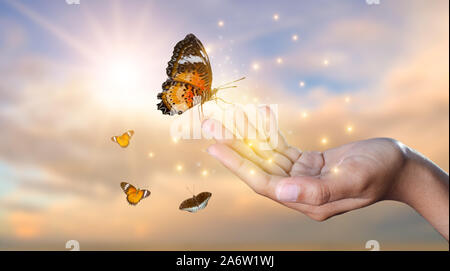 Ein Schmetterling stützt sich auf eine Hand unter den goldenen Licht Blumenwiesen am Abend Stockfoto