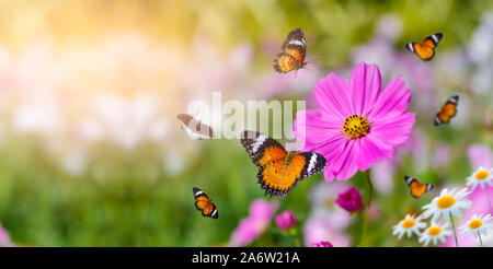 Die gelb orange Schmetterling befindet sich auf der weiß-rosa Blüten in das grüne Gras Felder Stockfoto