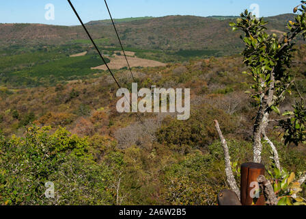 Zip-Linien über den Baumkronen in Mpumalanga, Südafrika Stockfoto