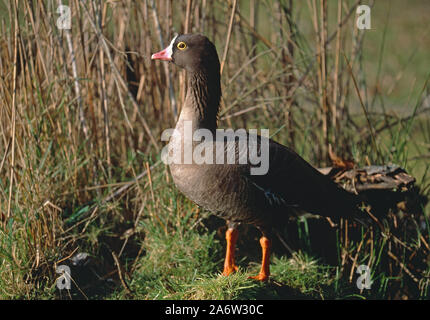 KLEINE WEISSSTIRNER-GANS (Anser erythropus). Eine 'graue Gans'. Auf einem Grashügel stehen. Augenring der gelben Haut, variabel weiß auf der Stirn. Stockfoto