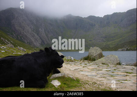 Schwarze Kuh Festlegung in der Nähe der Cwm Idwal, ein See in den Bergen von Snowdonia National Park in Wales. Stockfoto