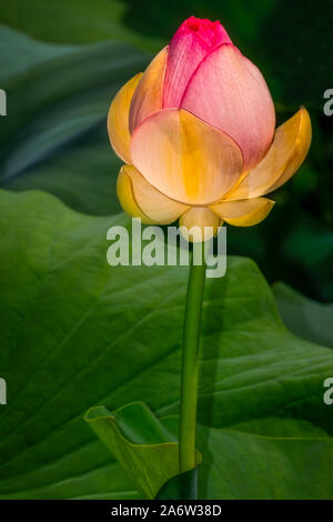 Sacred lotus Bud - eine wunderschöne Lotus Blume Blüte, die gerade erst begonnen hat, durch die grünen Blätter umgeben zu öffnen. In einem kleinen, aber wunderschönen Teich in Rhode Island fotografiert. Dieses Bild ist in der Farbe sowie Schwarz und Weiß. Wenn Sie zusätzliche Bilder oder Fotografien aus dieser oder einer anderen Meine Sammlungen besuchen Sie bitte www.susancandelario.com Danke! Stockfoto