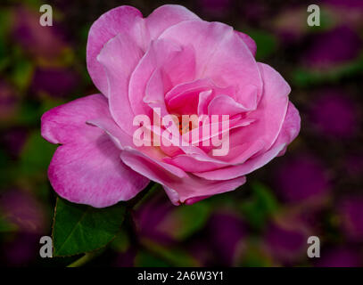 Rosa Rose im Garten Stockfoto