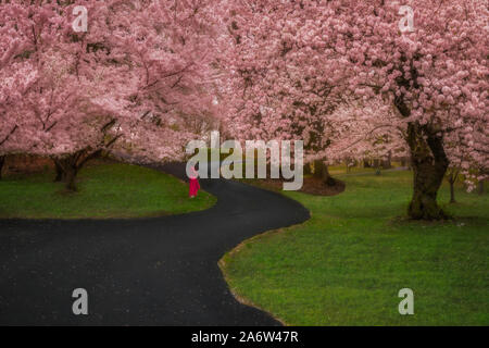 Branch Brook Park Cherry Blosssoms Stockfoto