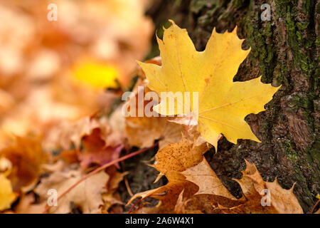 Schöne herbstliche Landschaft mit einer Nahaufnahme von einem hellen Gelb maple leaf liegen auf der Rinde am Fuße eines Baumes zusammen mit anderen Blätter im Herbst. Siehe Stockfoto