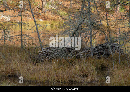 Zwei große Biberdämme in einem Nebenfluß durch bunte Vegetation im Herbst umgeben. Stockfoto