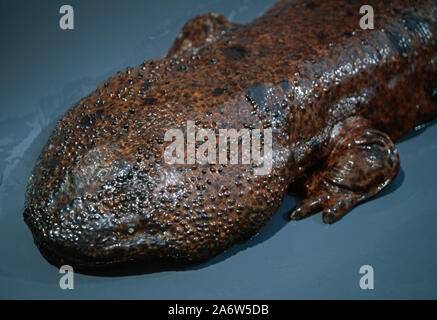 JAPANISCHER RIESE SALAMANDER Andrias japonicus Kopf, zeigt Minutenauge, unten links. Sensorische Knoten auf der Haut. Kaltes Wasser aquatische Amphibien. Nahe an Drohenen Stockfoto