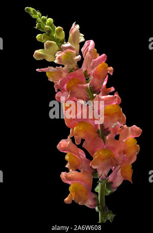 Antirrhinum Snapdragon Blume - in der Nähe der rosa Snapdragon Blume vor einem schwarzen Hintergrund. Stockfoto