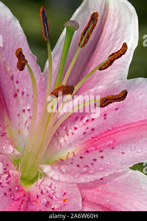 Stargazer Lily Flower Stockfoto