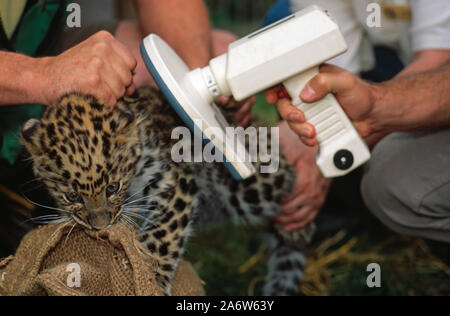 IDENTICHIP Transponder unter der Haut des 12 Wochen alten Amur Leopard Cub (Panthera pardus orientalis) wird vom Scanner überprüft und gelesen. Zuchtzoo in Gefangenschaft Stockfoto