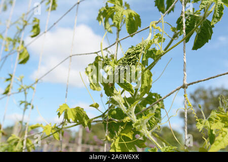 Junge bitter Melone Obst - momordica charantia - mit ungewöhnlichen warzige Haut wachsenden gegen eine Summer Blue Sky Stockfoto