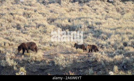 Ein Grizzly Bär und ihren Jungen im lamar Valley, Yellowstone Stockfoto