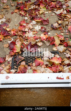 Virginia Creeper Lamellen außerhalb der Tür Stockfoto