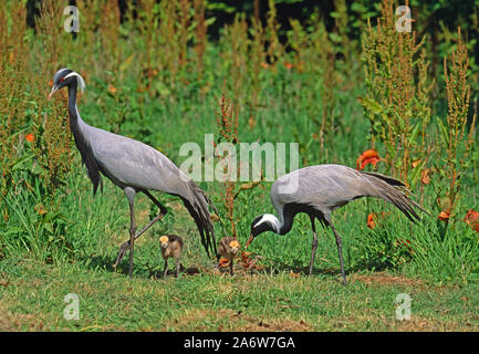 DEMOISELLE KRANPAAR (Anthropoides virgo), mit zwei, eine Woche alten Küken. Dauerhafte Paar Bindung, beide Erwachsene teilen elterliche Pflichten zusammen. Stockfoto