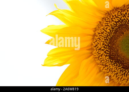 In meiner Küche stellte diese perfekte Sonnenblume, bereit, in einem Schuß für immer gefangen zu sein. Stockfoto