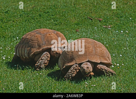 AFRICAN Giant, SPORRED oder SAHEL SCHILDKRÖTE Centrochelys (Geochelone) Sulcata), Hintertier, ein Männchen, verfolgt ein Weibchen, vorne. Zucht in Gefangenschaft. Stockfoto