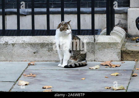 London, Großbritannien. 28 Okt, 2019. Larry, der 10 Downing Street cat und Chief Mouser des Cabinet Office ist in der Downing Street gesehen. Quelle: Steve Taylor/SOPA Images/ZUMA Draht/Alamy leben Nachrichten Stockfoto