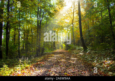 Sonnenstrahlen Glühen bei Sonnenaufgang nach einer nebligen Nacht im Wald Stockfoto