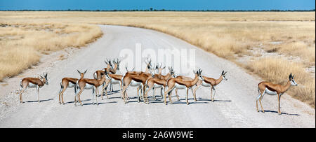 Gruppe von Springbok Antilopen (Antidorcus marsupialis) auf einem Track im Etosha Nationalpark in Namibia, Afrika. Stockfoto