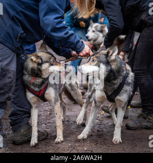 Zwei husky Hunde sind vorbereitet für Schlitten läuft, faszinierenden Moment starrte direkt in die Augen Stockfoto