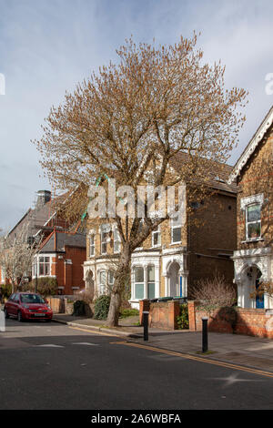 Box Elder (Acer freemanii x) Straße Baum, London N4 Stockfoto