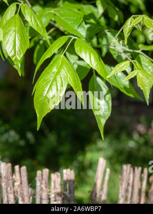 Frische Blätter einer Box Elder (Acer freemanii x) Straße Baum, London N4 Stockfoto