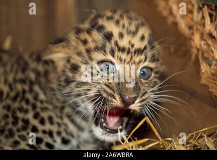 AMUR LEOPARD Cub, (Panthera pardus orientalis). Kopf Detail kritisch gefährdeten Arten. Stockfoto