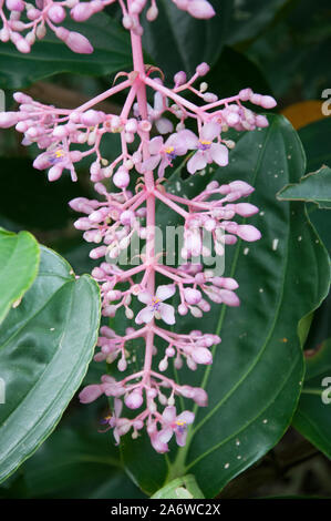 Medinilla banahaensis (Philippinen), Cairns Botanic Gardens, North Queensland, Australien Stockfoto