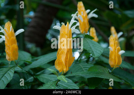 Pachystachys lutea, die Lutscher oder Goldene Garnelen Pflanze, einem subtropischen Evergreen aus Mittel- und Südamerika. Die Botanischen Gärten von Cairns, Australien Stockfoto