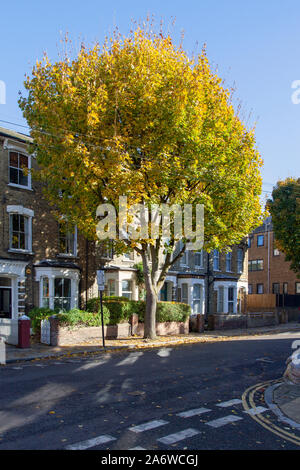 Spitzahorn urban Baum, London im Herbst Stockfoto