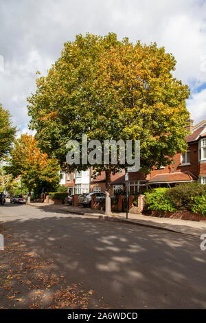 Spitzahorn (Acer negundo) städtische Baum, Hammersmith, London W6 im Herbst Stockfoto