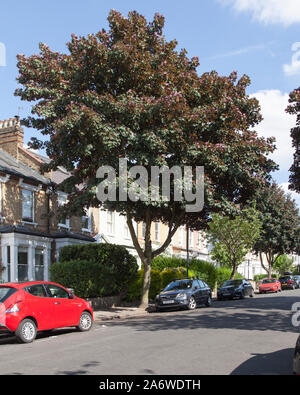 Purple leaf Sorte der Bergahorn (Acer pseudoplatanus) Straße Baum, London Stockfoto