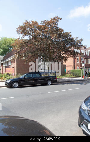 Ein leichenwagen unter einem Purple leaf Sorte der Bergahorn (Acer pseudoplatanus) Straße Baum geparkt, Muswell Hill, London, N10 Stockfoto