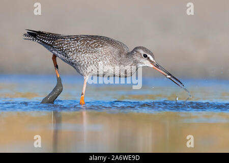 Gefleckte Rotschenkel (Tringa erythropus), juvenile kleine Fische in einem Teich, Kampanien, Italien Stockfoto