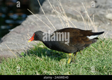 Gemeinsame Sumpfhuhn Gallinula chloropus - Nahrungssuche auf Gras Stockfoto