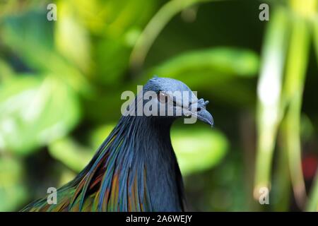 Eine selektive Fokus Schuß der Kopf eines Blue rock dove auf sie starrte mit grünem Hintergrund Stockfoto