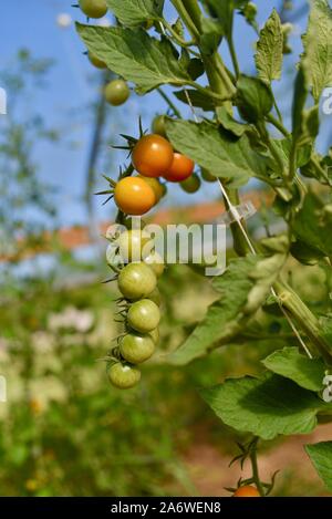 Frische Tomaten, Reben hingen von Seil Linien, langsam reifenden innen modernes Gewächshaus, außerhalb Decorah, Iowa, USA. Stockfoto