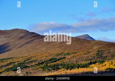 Akureyri, Island. Bäume und Pflanzen zeigen Sie herbstliche Farben auf dem Berg andscape im Norden von Island. Stockfoto