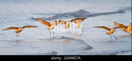 Marmorierte Godwit (Limosa fedoa) Landung, Bündel Beach, Fort Myers, Florida, USA Stockfoto