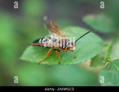 Zikade Killer Wasp (Sphecius Speciosus) legt Ei auf Körper eines gedämpften Zikade, Crew Vogel Rookery Swamp, Florida, USA Stockfoto