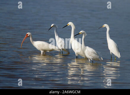 American White Ibis (Eudocimus albus) mit kleptoparasitic Snowy Silberreiher (Egretta thula) warten auf Fisch durch Probing ibis, FL, USA gespült werden Stockfoto