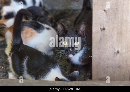 Schwarze Katze mit Kätzchen in der Nähe von hölzernen Zaun im Dorf Stockfoto
